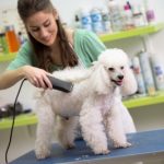 mobile dog grooming boca raton
