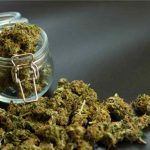 the hemp store delta 8 thc & cbd