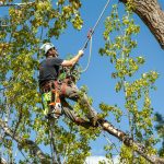 tree surgeon oldham