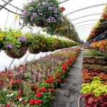 garden shop Singapore