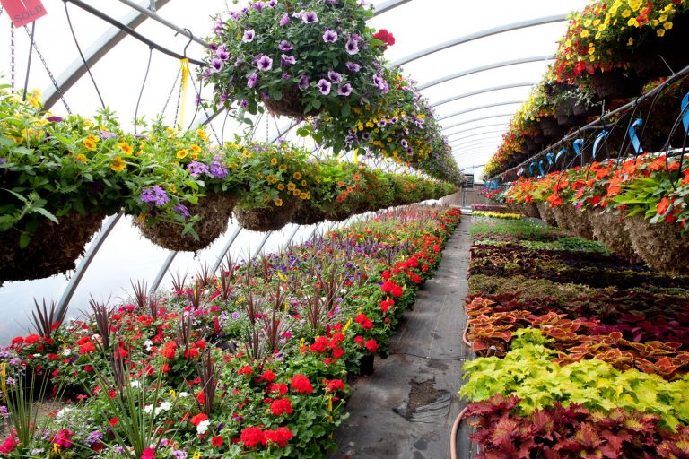 garden shop Singapore