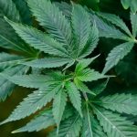 hemp cbd