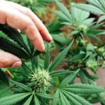 Where to Find the Best THCA Flower Online for Maximum Potency